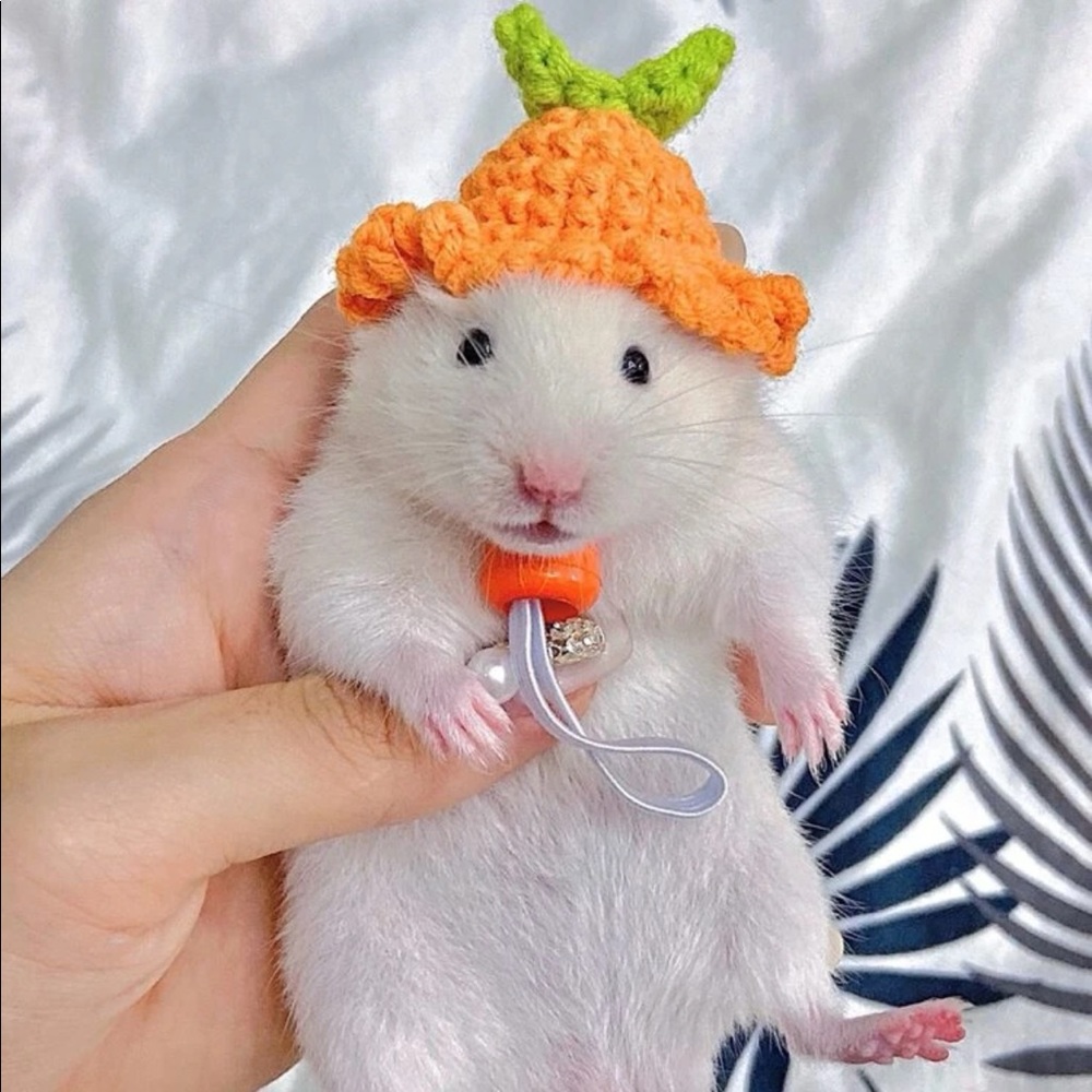 Carrot Design Pet Hat 🐁